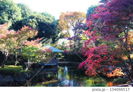 大田黒公園の紅葉 134098517