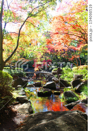 大田黒公園の紅葉 134098519