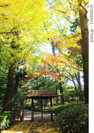 大田黒公園の紅葉 134098520