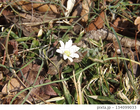 ユキワリイチゲ 134099033