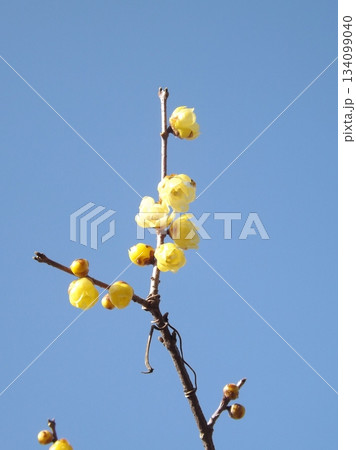 ロウバイ 134099040