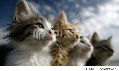 cats curiously looking at the screen 134099527