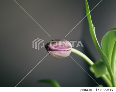 Botanical specimen showing purple tulip bud against plain background 134099645