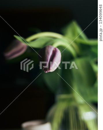 Peaceful tulip bud scene with soft illumination and dark backdrop Peaceful tulip bud scene with soft illumination and dark backdrop 134099648