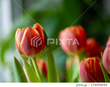 Abstract botanical image showcasing detailed tulip petal textures and dewy droplets in soft illumination 134099694