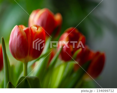 Soft lighting enhances minimalist aesthetic of tulip scene 134099712