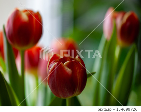 Brightly colored tulip bunches showcased at neighborhood market 134099726