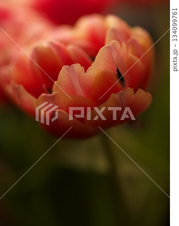 Fresh tulip bouquets with dew and warm sunrise illumination Fresh tulip bouquets with dew and warm sunrise illumination 134099761