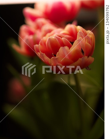 Botanical study of vibrant tulip with detailed veins and lighting Botanical study of vibrant tulip with detailed veins and lighting 134099762