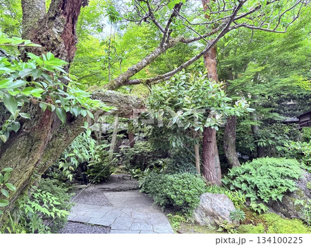 日本庭園の立派な木 134100225