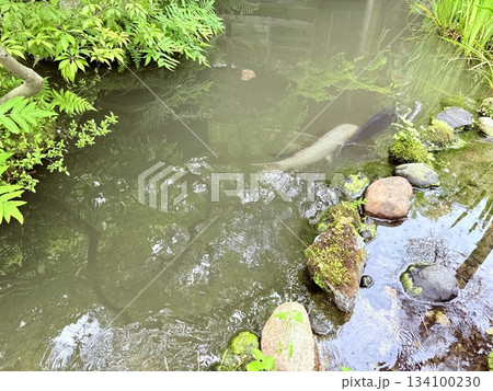 日本庭園の池と鯉 134100230