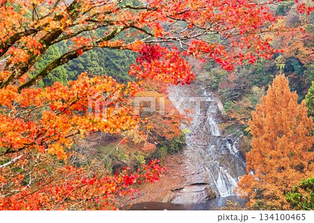養老渓谷の粟又の滝 134100465