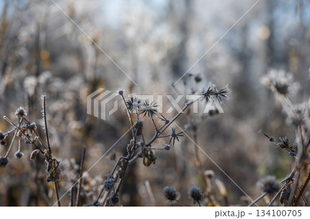 霧氷を纏ったくっつき虫【コセンダングサ】 霧氷を纏ったくっつき虫【コセンダングサ】 134100705