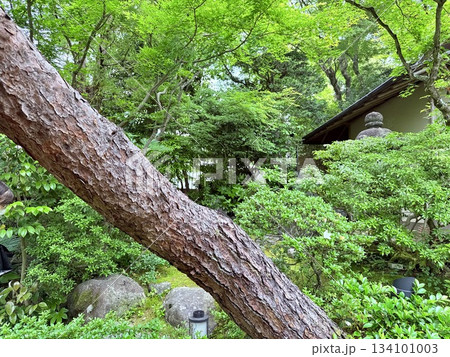 日本庭園を遮る木 134101003