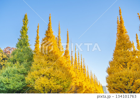 明治神宮外苑のイチョウ並木を見上げる【東京都・港区】 明治神宮外苑のイチョウ並木を見上げる【東京都・港区】 134101763