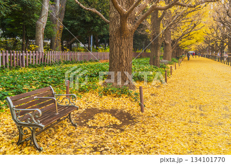 明治神宮外苑のイチョウ並木【東京都・港区】 134101770