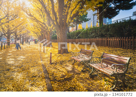 明治神宮外苑の美しいイチョウ並木の風景【東京都・港区】 134101772