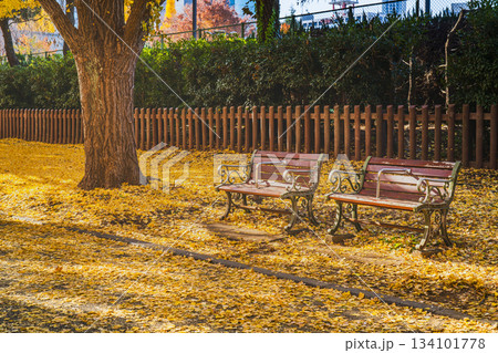 東京・明治神宮外苑　黄色い絨毯広がる並木道のベンチ【東京都・港区】 134101778