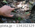 Mosquito bite marks on skin during forest travel, showing natural outdoor conditions and adventure 134102329