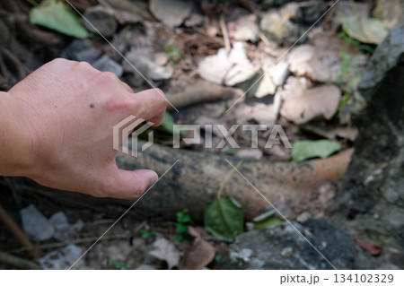 Mosquito bite marks on skin during forest travel, showing natural outdoor conditions and adventure 134102329