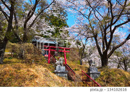 春 桜 富士見孝徳公園 國福大神社 春 桜 富士見孝徳公園 國福大神社 134102616