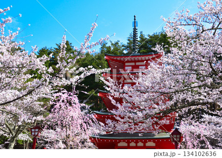 春　桜　新倉山浅間神社　五重塔 134102636