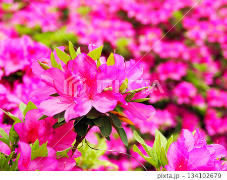 春の訪れを感じるツツジの花 134102679