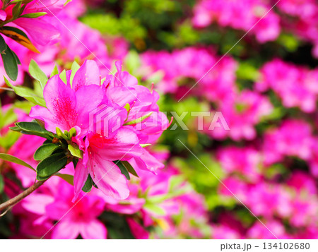 春の訪れを感じるツツジの花 134102680