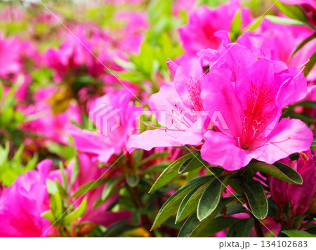 春の訪れを感じるツツジの花 春の訪れを感じるツツジの花 134102683