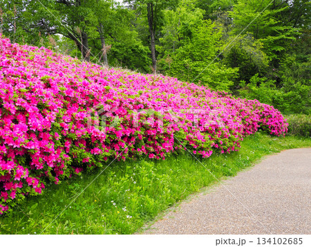 春の訪れを感じるツツジの花 134102685
