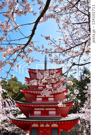 春 桜 新倉山浅間神社 五重塔 春 桜 新倉山浅間神社 五重塔 134102711