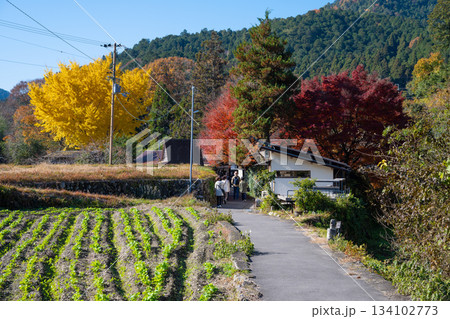 秋の京都大原 寂光院の参道 秋の京都大原 寂光院の参道 134102773