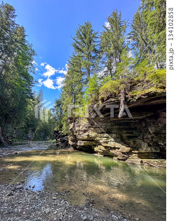 Serene Forest Riverbank with Clear Water and Tall Trees 134102858