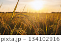 夕日に照らされる稲穂 夕日に照らされる稲穂 134102916