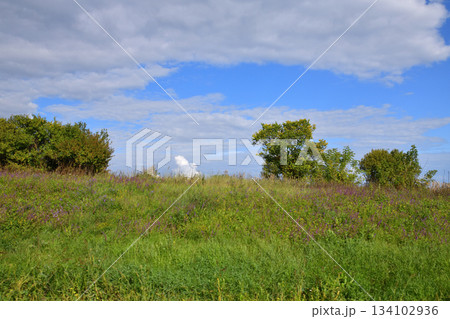 Countryside summer landscape with trees on a hill, Russia 134102936