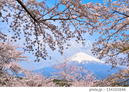 春　桜　冠雪　富士山 134103046