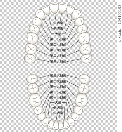Name of teeth: Dentition Name of teeth: Dentition 134103192