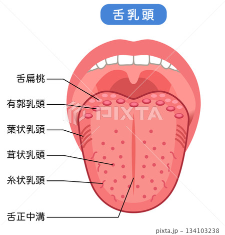 舌乳頭の種類 舌の健康 舌乳頭の種類 舌の健康 134103238