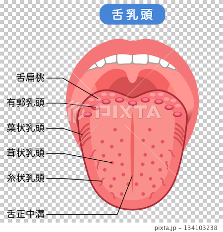 Types of Tongue Papillae Tongue Health Types of Tongue Papillae Tongue Health 134103238