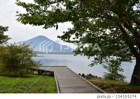 山梨県 山中湖交流プラザきららの水辺のボードウォークと富士山 山梨県 山中湖交流プラザきららの水辺のボードウォークと富士山 134103274