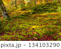 苔を埋め尽くす紅葉の絨毯 134103290
