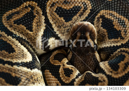 丸まったヘビ　ボールパイソン 134103309