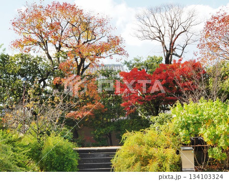 奈良県　元興寺の紅葉　11月 134103324