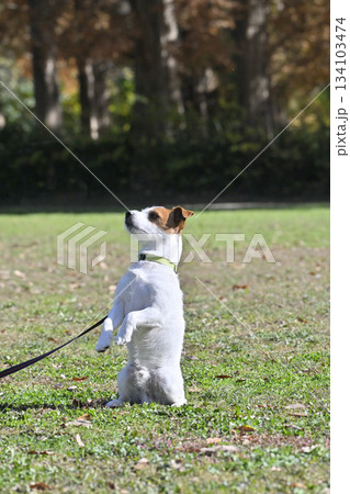 ドッグトリックをする犬 ジャックラッセルテリア ドッグトリックをする犬 ジャックラッセルテリア 134103474