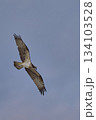 ミサゴ 134103528