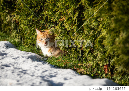 Ginger Cat Resting Beside Snow Under Dense Evergreen Bushes Ginger Cat Resting Beside Snow Under Dense Evergreen Bushes 134103635