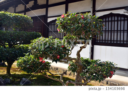 京都　興聖寺の椿 134103698