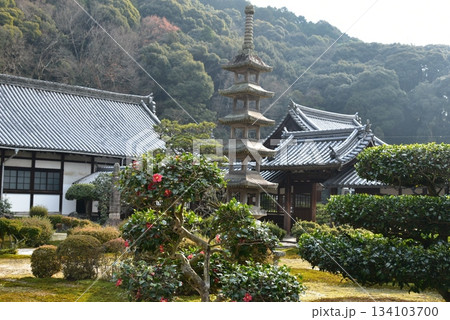 京都　興聖寺の椿 134103700