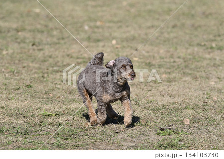 ドッグランで遊ぶミックス犬・ちわぷー　（チワワ×プードル） 134103730