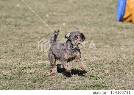 ドッグランで遊ぶミックス犬・ちわぷー　（チワワ×プードル） 134103731